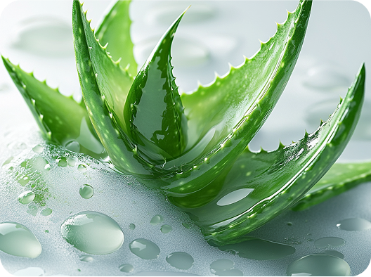 Aloe Barbadensis Extract